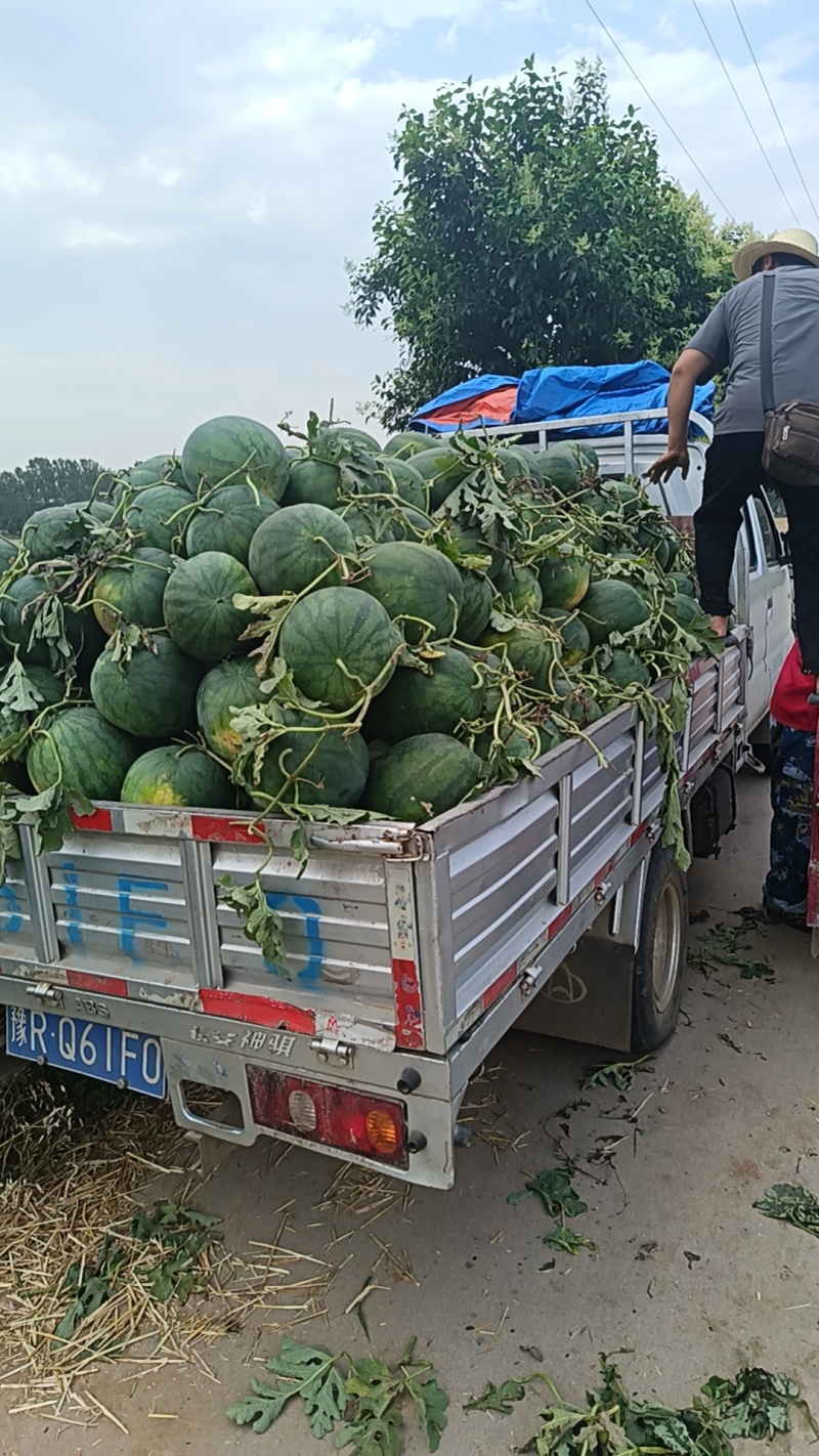 自生苗龙卷风