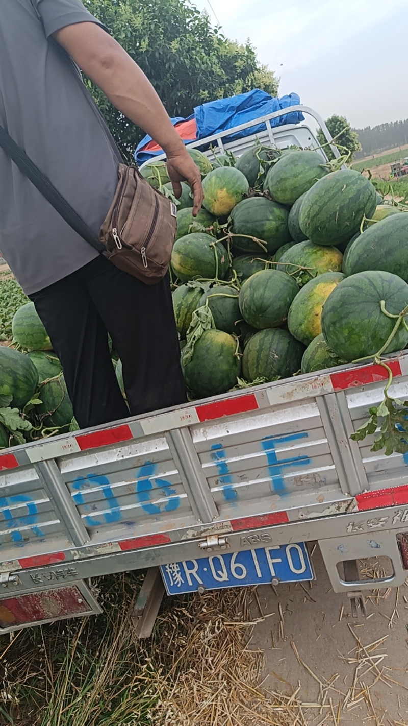 自生苗龙卷风