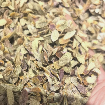 仿野生种植，皮石斛切片，泡水紫红色，满满的花青素