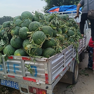 自生苗龙卷风