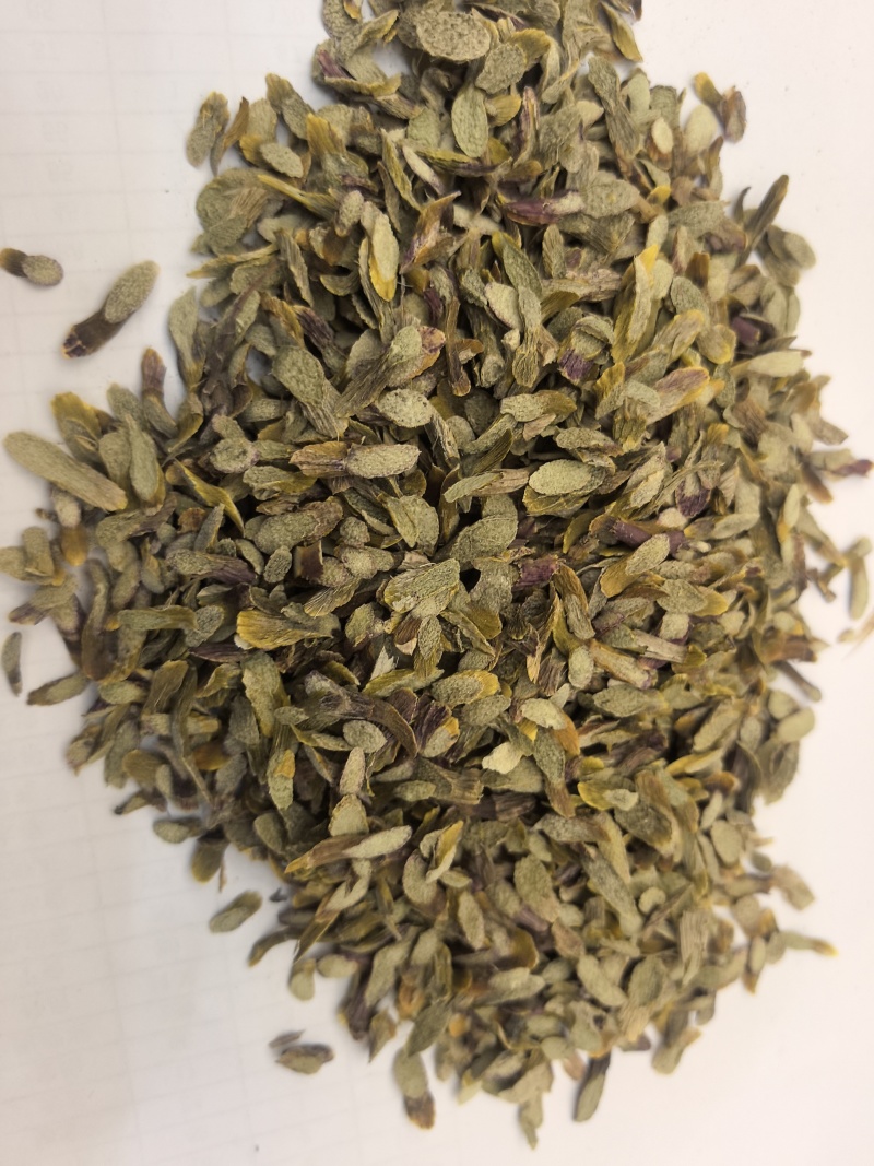 仿野生种植，皮石斛切片，泡水紫红色，满满的花青素
