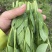 精选四川荣县豌豆苗豌豆尖口感好产地直发价格实惠运输便利