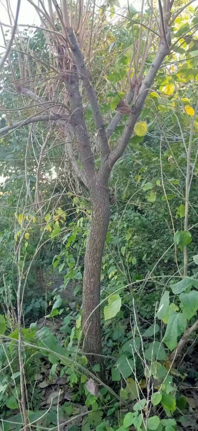 柿子树基地常年供应12~15公分的柿子树有量欢迎咨询