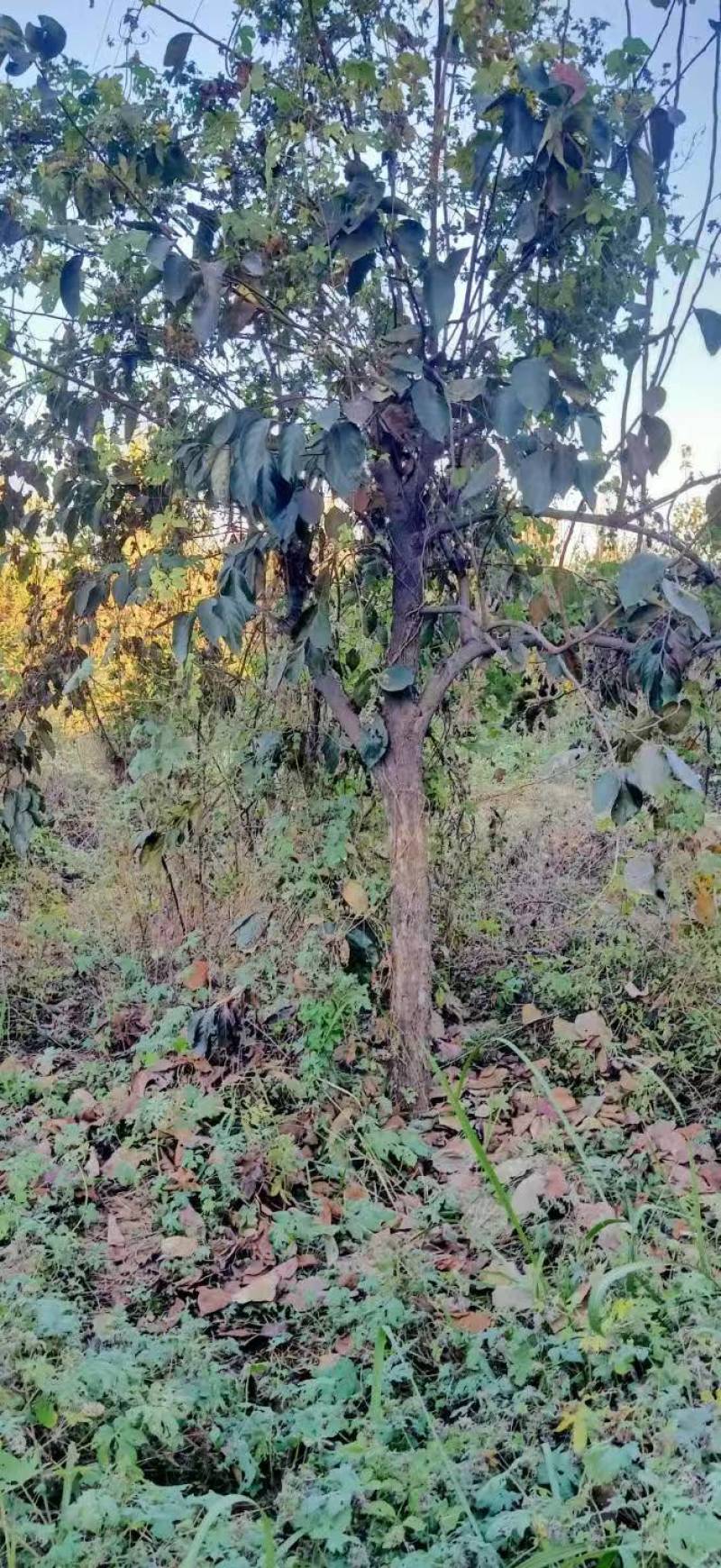 柿子树基地常年供应12~15公分的柿子树有量欢迎咨询