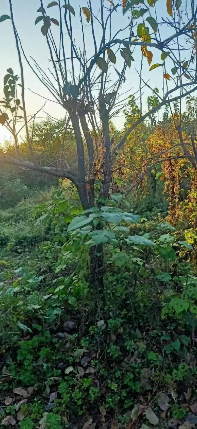 柿子树基地常年供应12~15公分的柿子树有量欢迎咨询