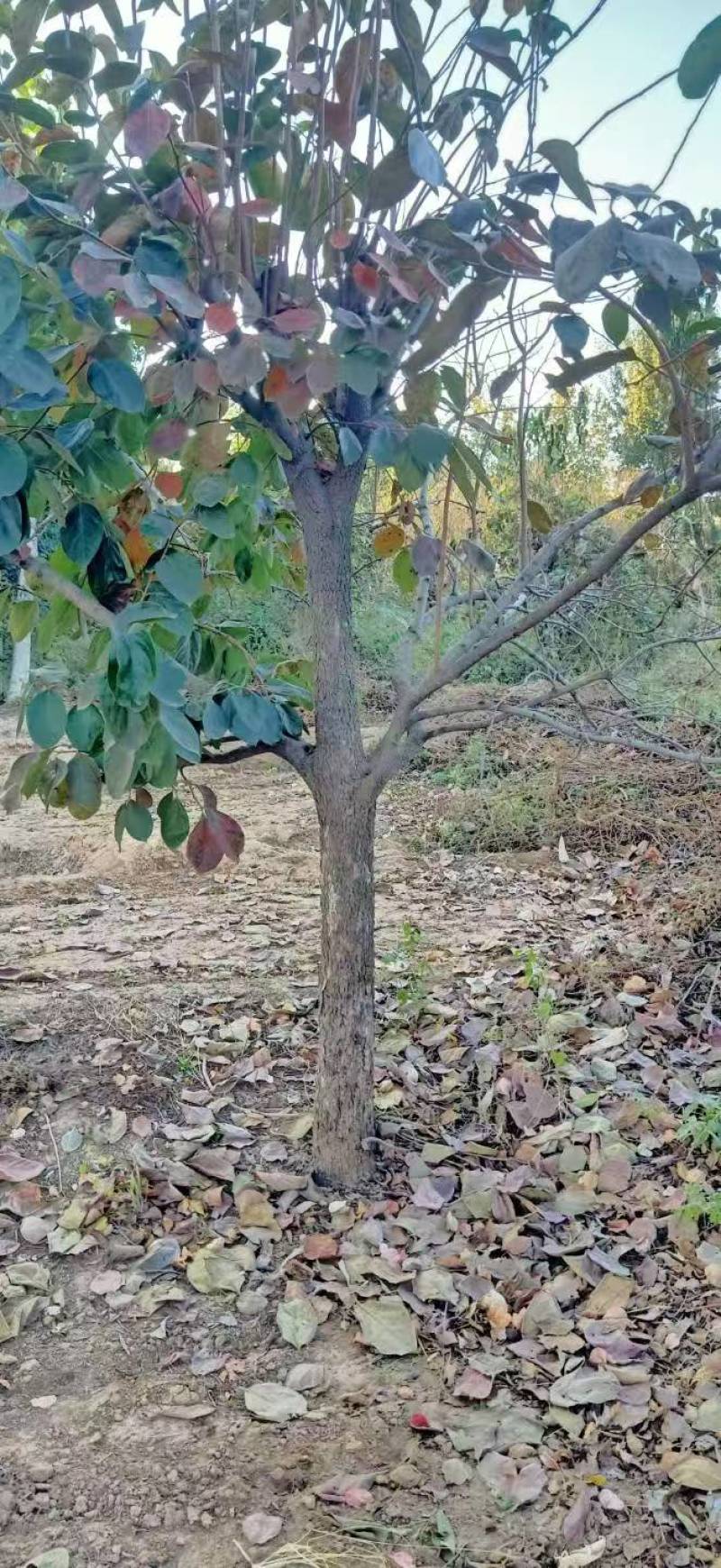 柿子树基地常年供应12~15公分的柿子树有量欢迎咨询