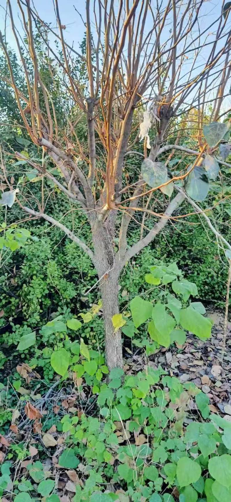 柿子树基地常年供应12~15公分的柿子树有量欢迎咨询