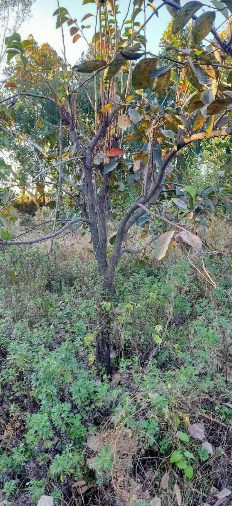 柿子树基地常年供应12~15公分的柿子树有量欢迎咨询