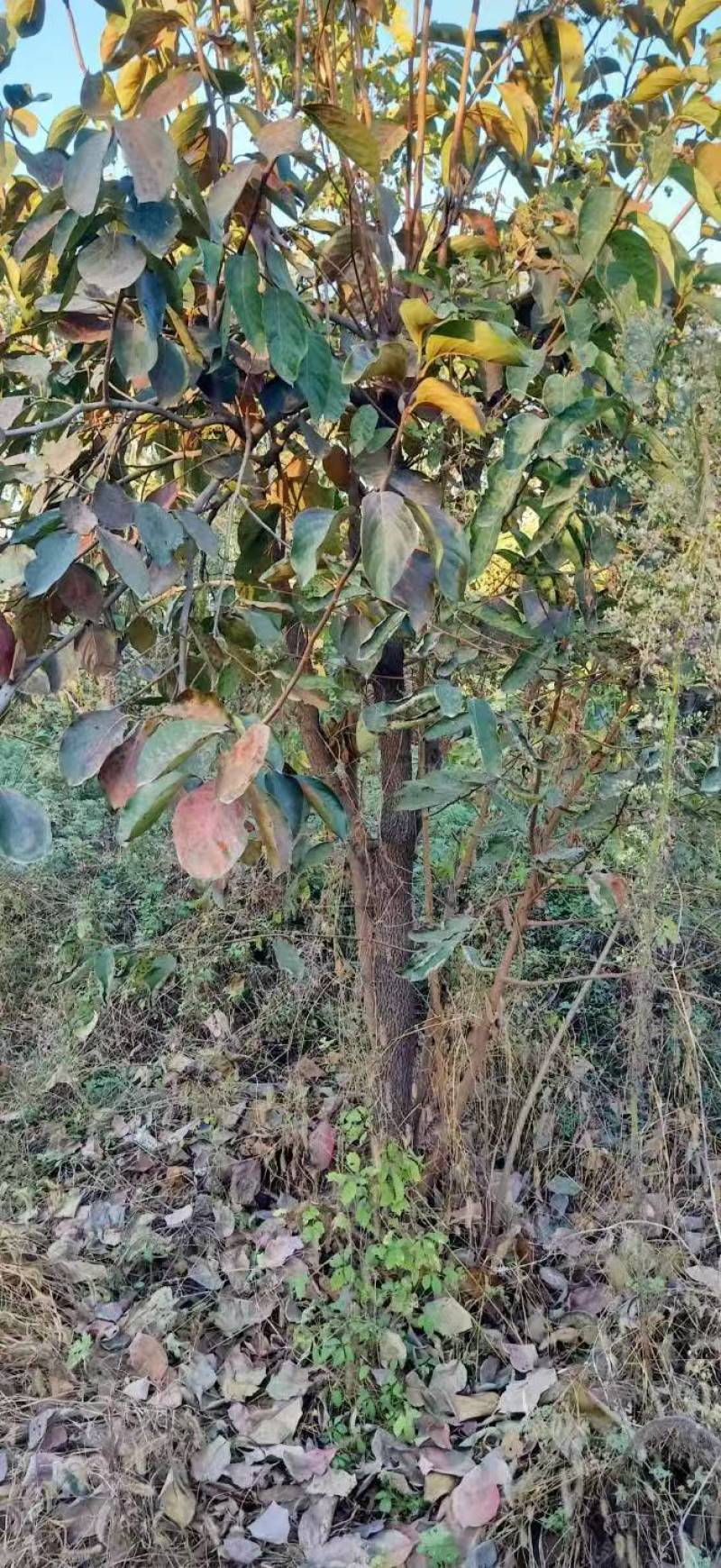 柿子树基地常年供应12~15公分的柿子树有量欢迎咨询