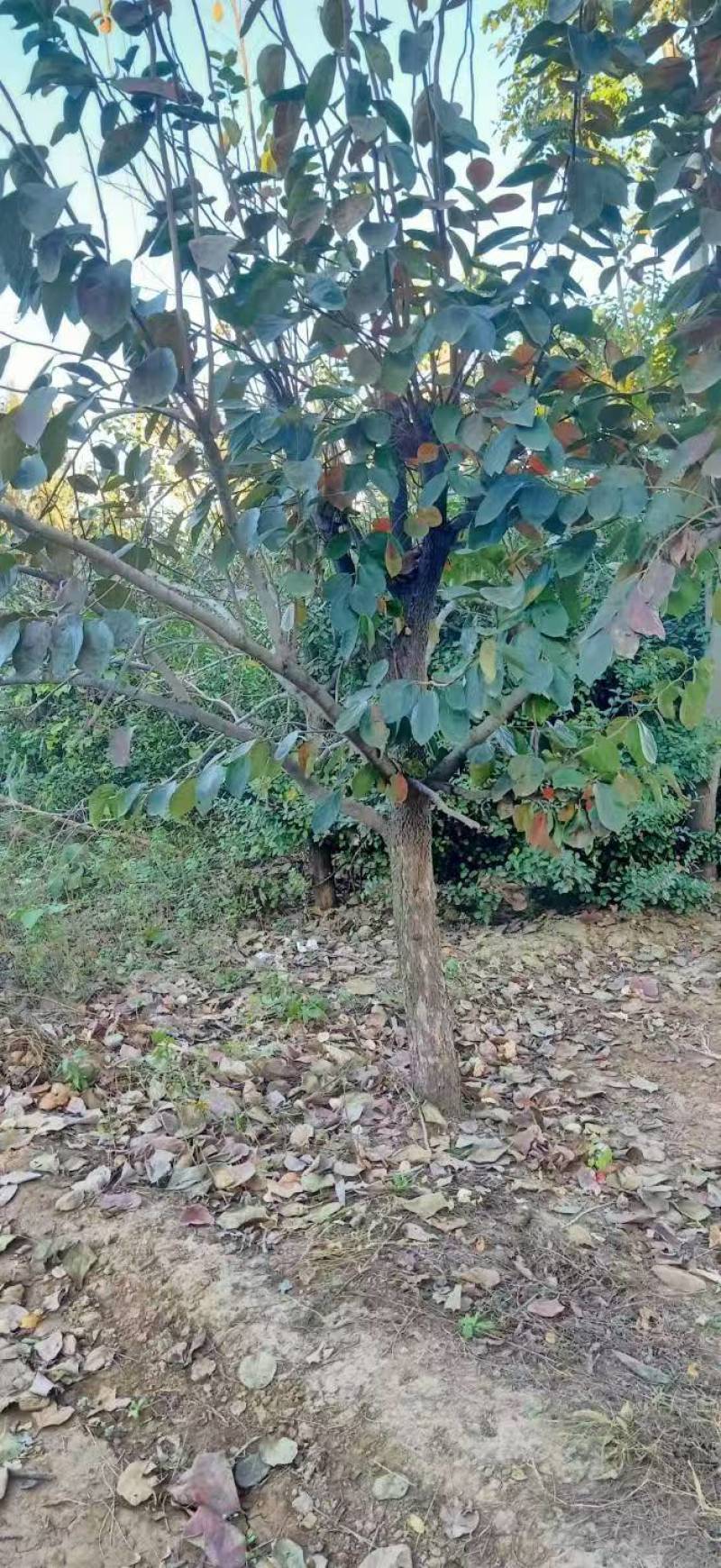 柿子树基地常年供应12~15公分的柿子树有量欢迎咨询