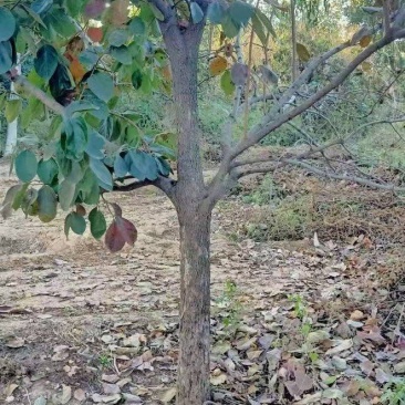 柿子树基地常年供应12~15公分的柿子树有量欢迎咨询