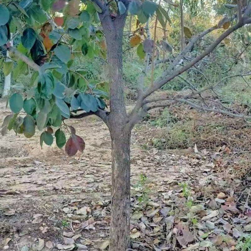 柿子树基地常年供应12~15公分的柿子树有量欢迎咨询