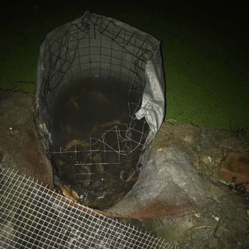 本土塘角鱼