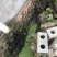 本土塘角鱼