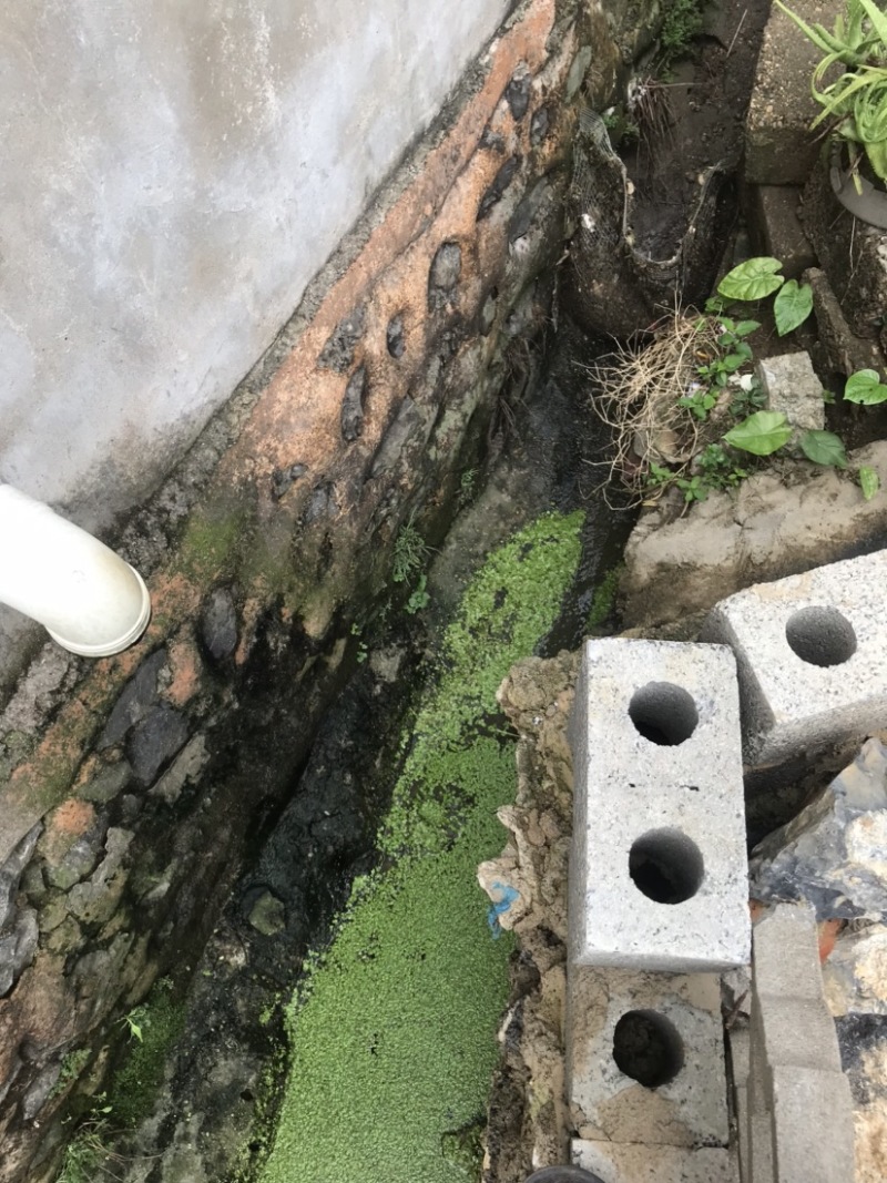 本土塘角鱼