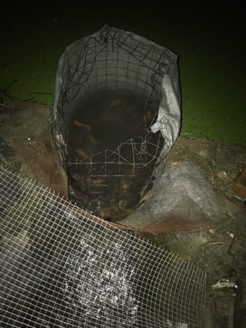本土塘角鱼