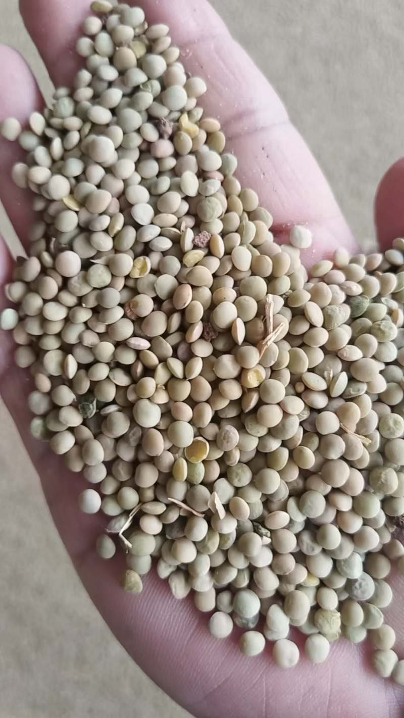 现货出售小扁豆