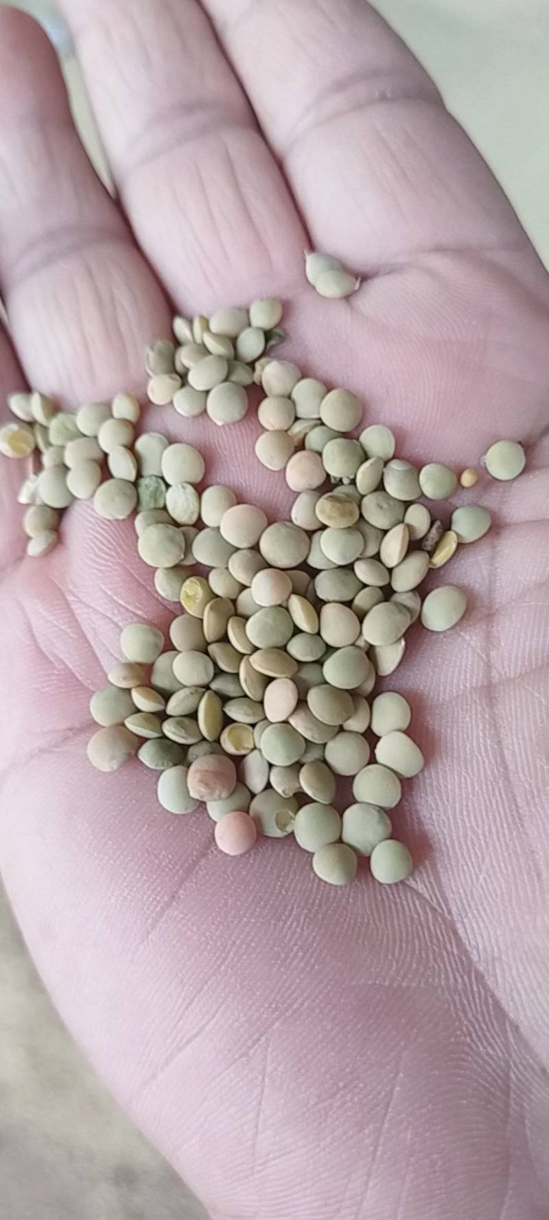 现货出售小扁豆