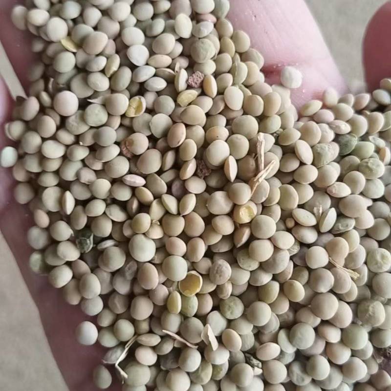 现货出售小扁豆