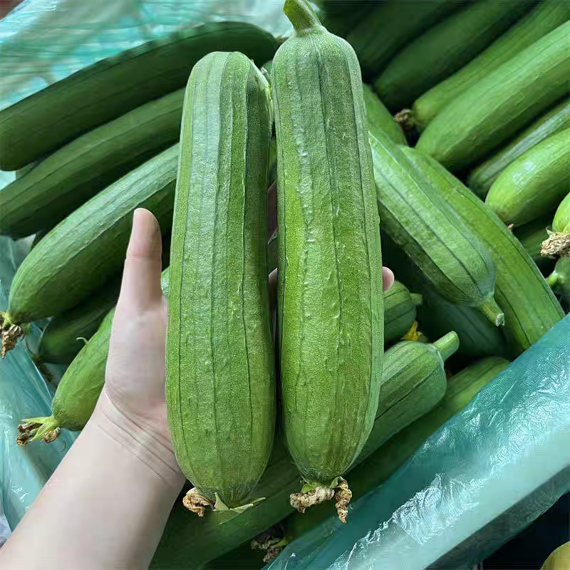 鲜花丝瓜本地丝瓜白丝瓜奶油丝瓜肉丝瓜大量供应