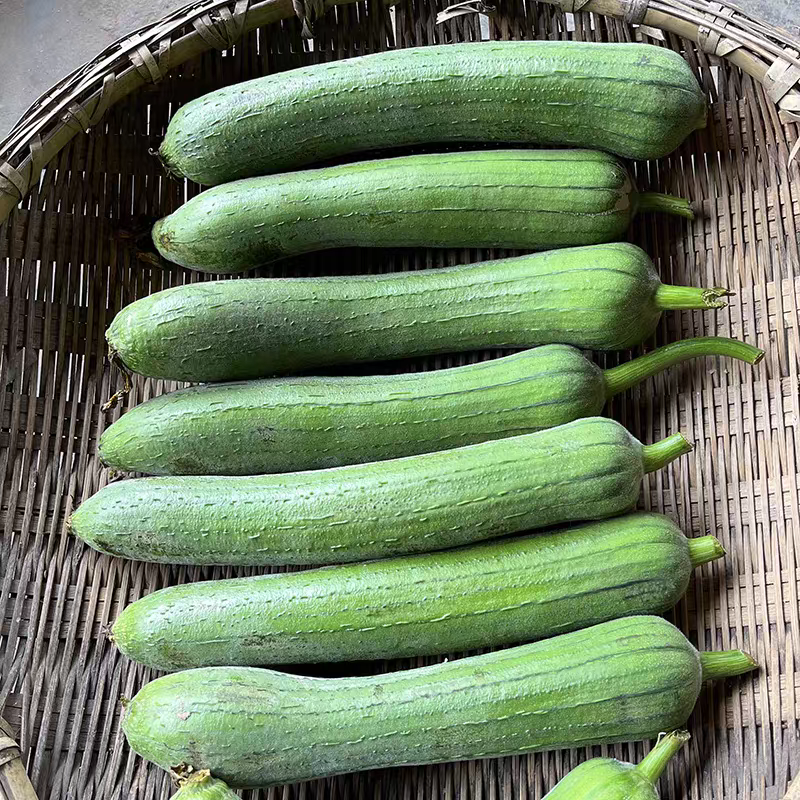 鲜花丝瓜本地丝瓜白丝瓜奶油丝瓜肉丝瓜大量供应