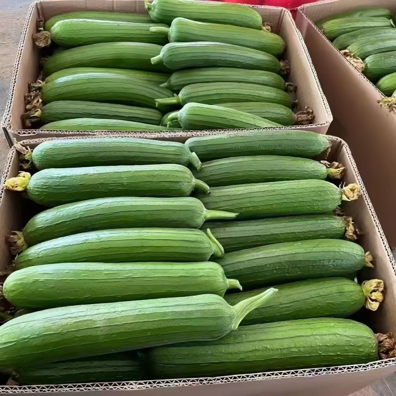鲜花丝瓜本地丝瓜白丝瓜奶油丝瓜肉丝瓜大量供应