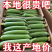 鲜花丝瓜本地丝瓜白丝瓜奶油丝瓜肉丝瓜大量供应