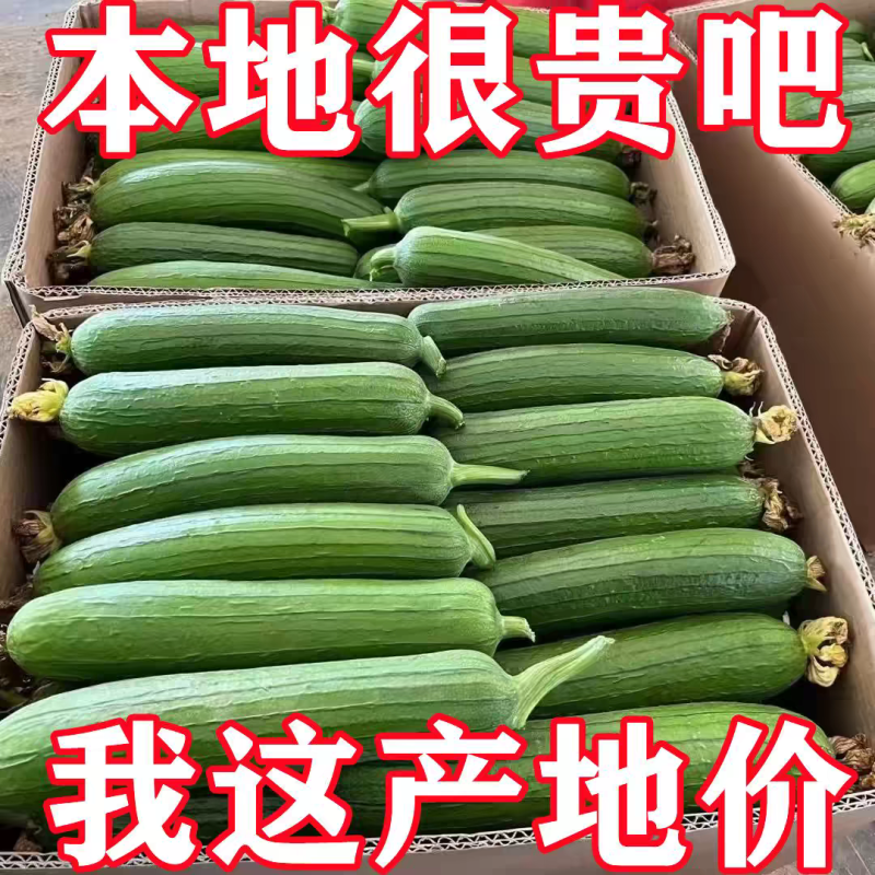 鲜花丝瓜本地丝瓜白丝瓜奶油丝瓜肉丝瓜大量供应