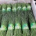 【推荐】甘肃精品沙葱货源充足产地直发欢迎来电