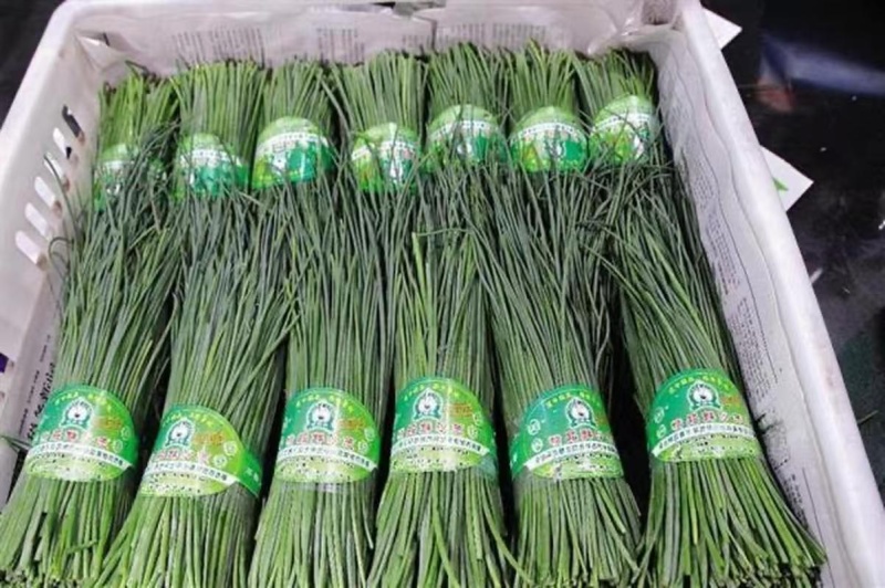 【推荐】甘肃精品沙葱货源充足产地直发欢迎来电