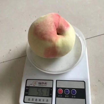水密桃上市，保质保量，量大包邮***********