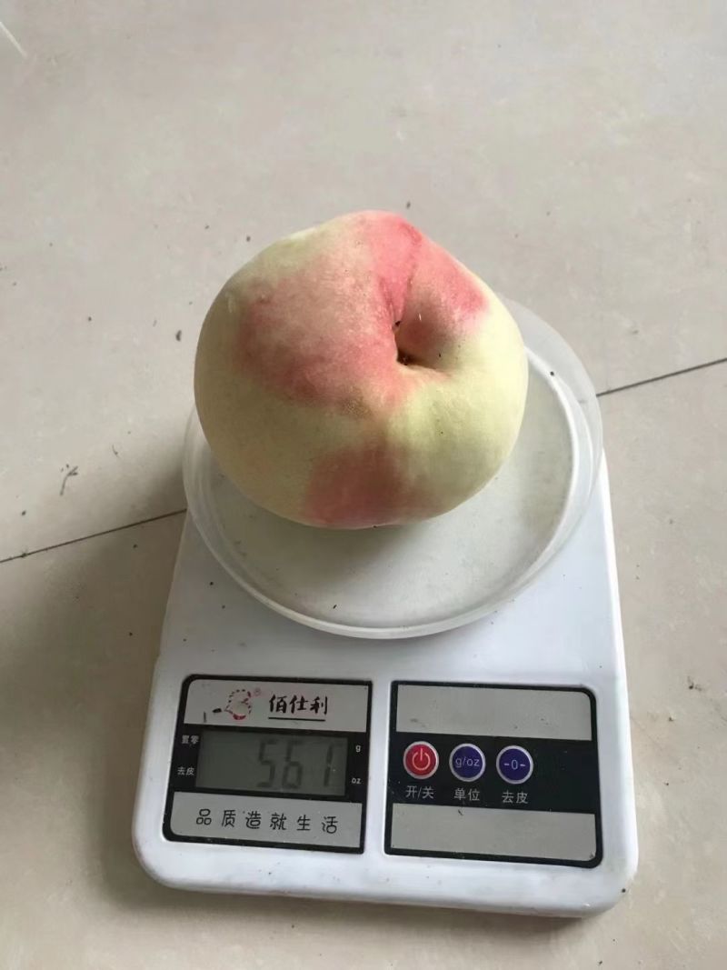 水密桃上市，保质保量，量大包邮***********