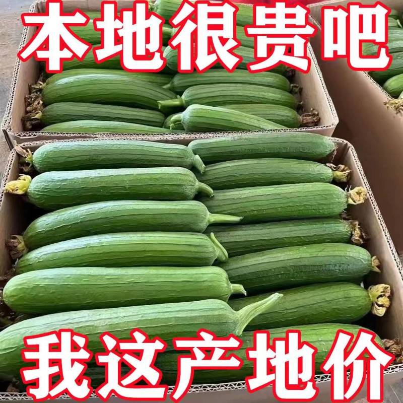 香丝瓜白丝瓜奶油丝瓜以质论价欢迎订购