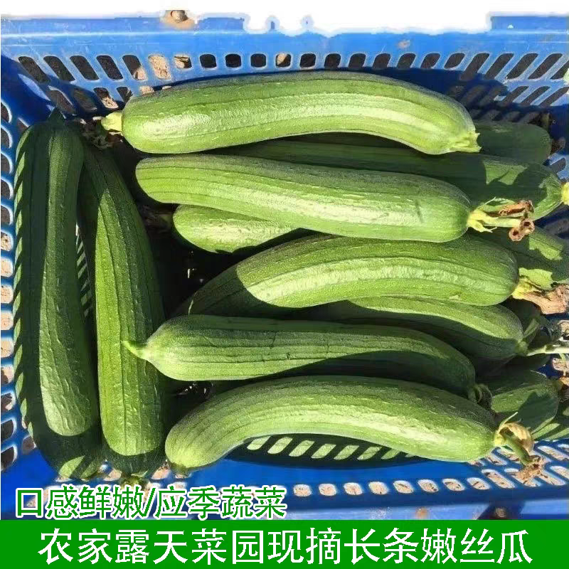 香丝瓜白丝瓜奶油丝瓜以质论价欢迎订购
