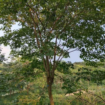 紫花风铃木