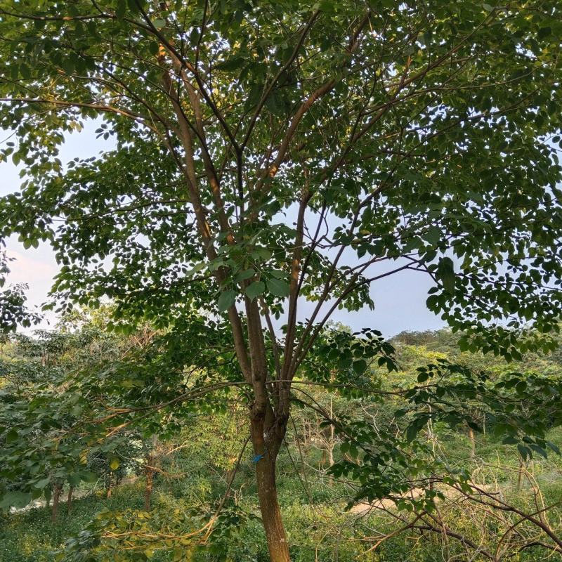 紫花风铃木