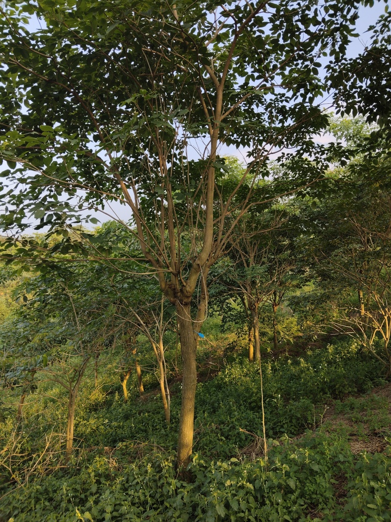 紫花风铃木
