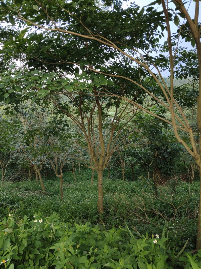 紫花风铃木