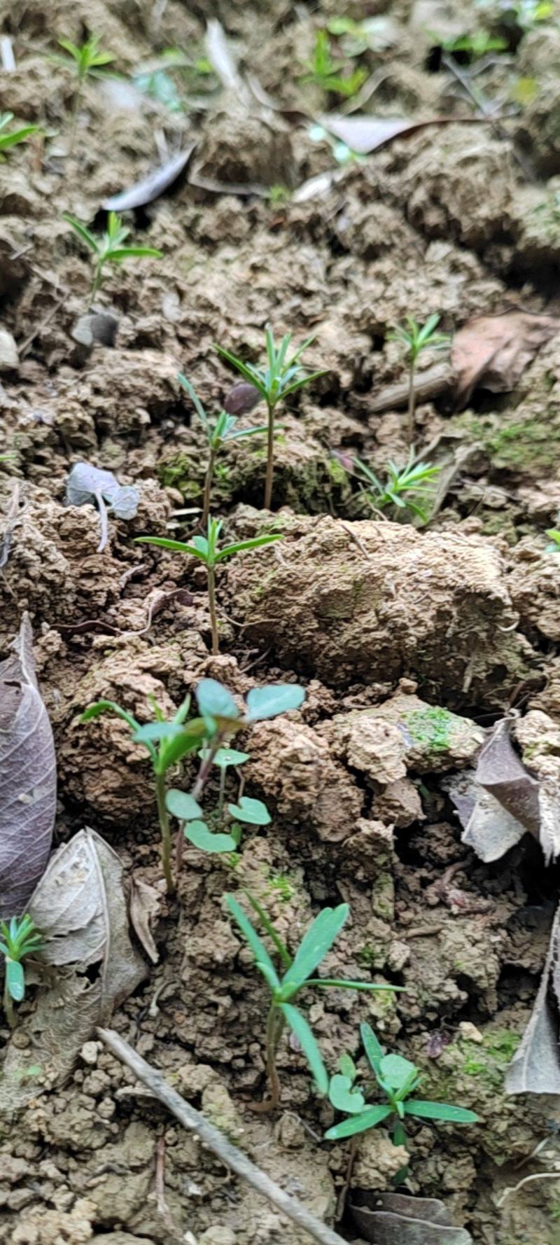 柳杉芽苗接受预订