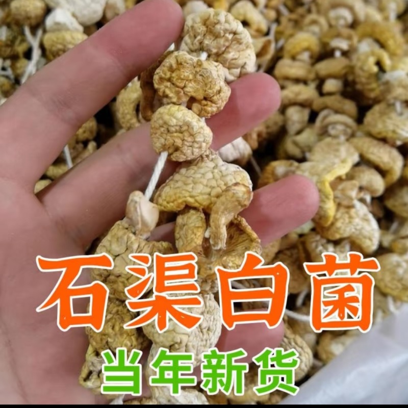 源头厂家自然晾晒干货石渠白菌大货可零售可批发量大从优