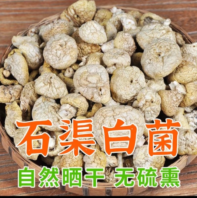 源头厂家自然晾晒干货石渠白菌大货可零售可批发量大从优