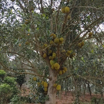 一树菠萝