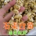 源头厂家自然晾晒干货石渠白菌大货可零售可批发量大从优