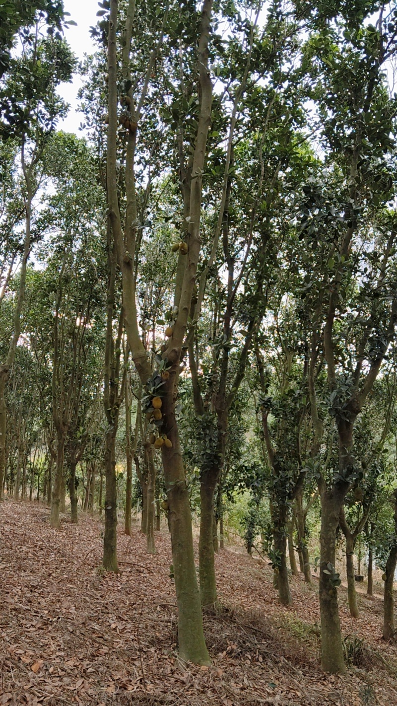 一树菠萝