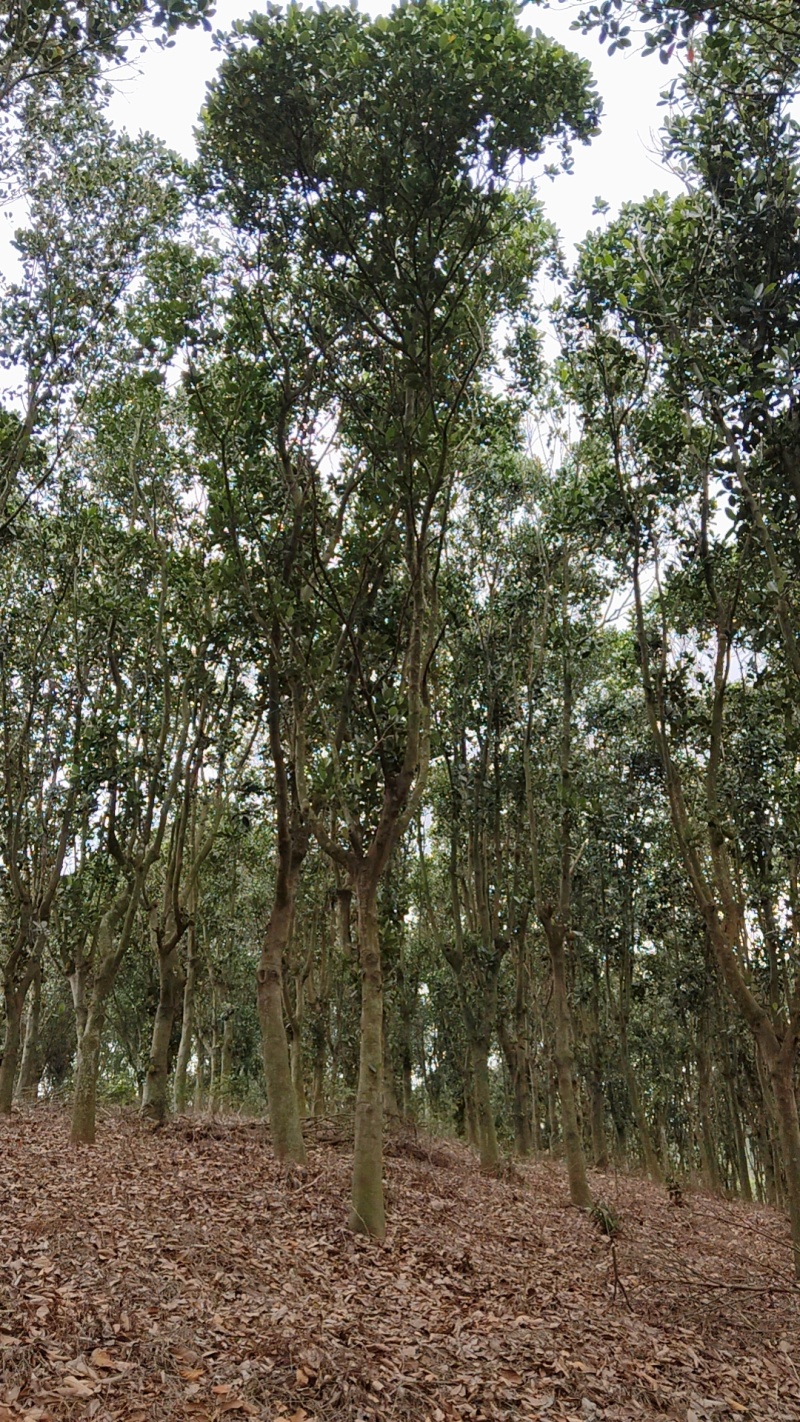 一树菠萝