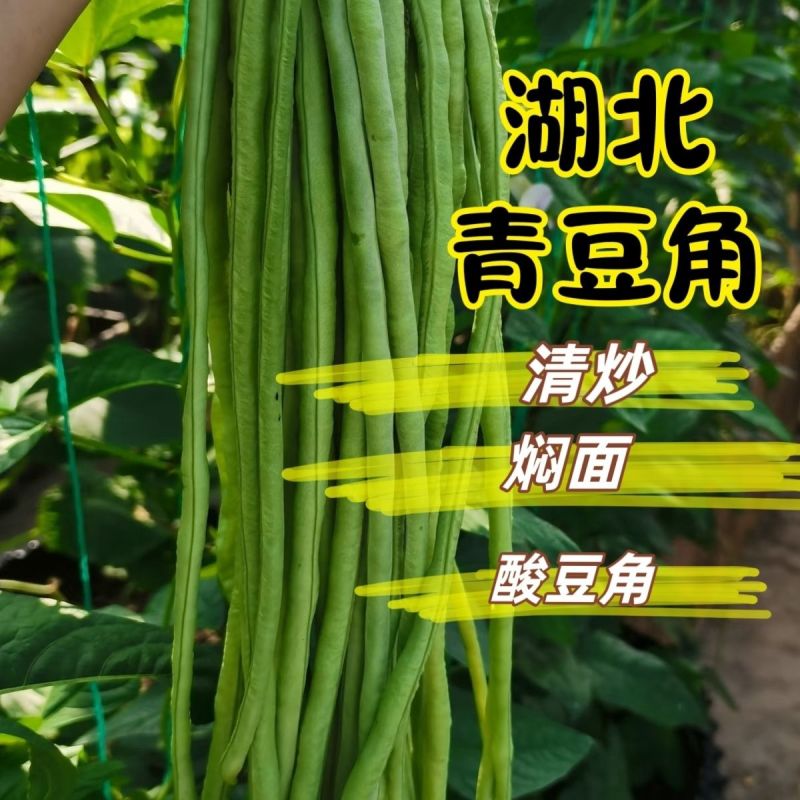 湖北青豆角青豇豆长豆角新鲜正品豇豆角长条豆角