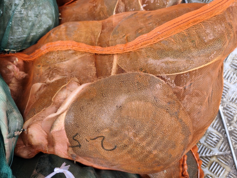 甲鱼
