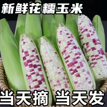 花糯玉米白糯玉米猪饲料玉米产地直销欢迎订购