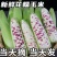 花糯玉米白糯玉米猪饲料玉米产地直销欢迎订购