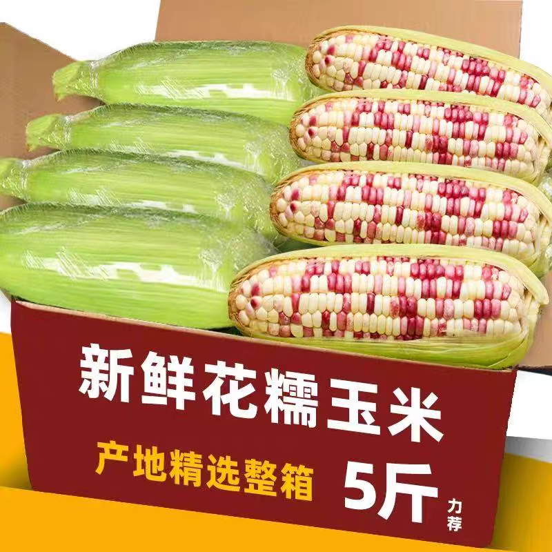 花糯玉米白糯玉米猪饲料玉米产地直销欢迎订购